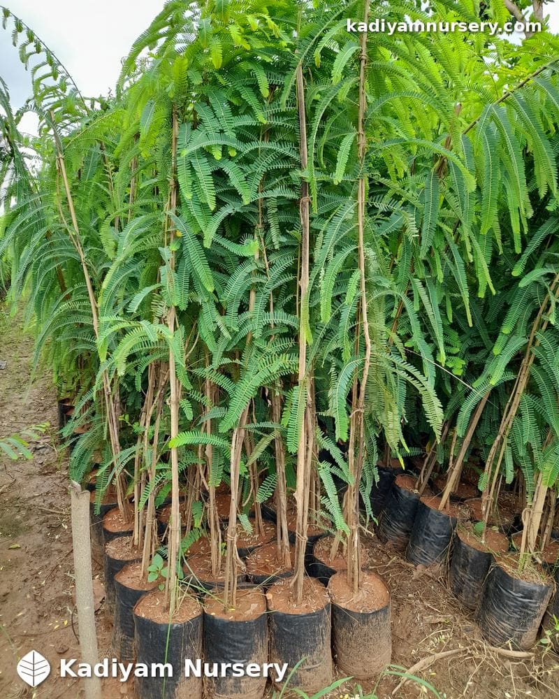 Amla NA-7 (Grafted)
