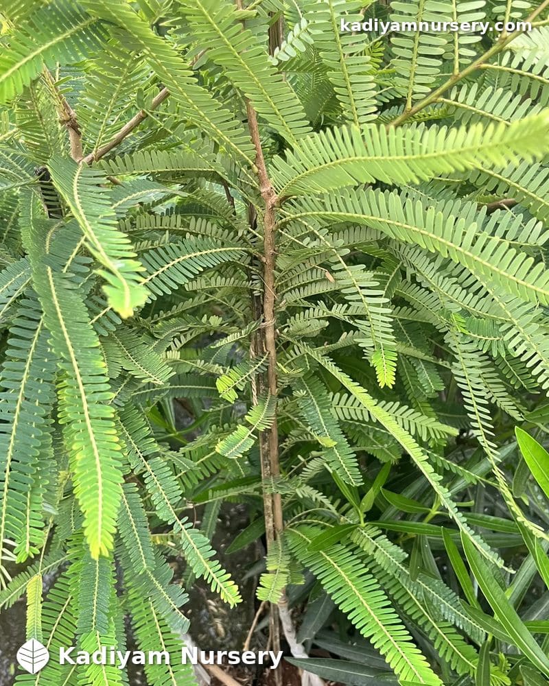 Amla NA-7 (Grafted) — photo 2
