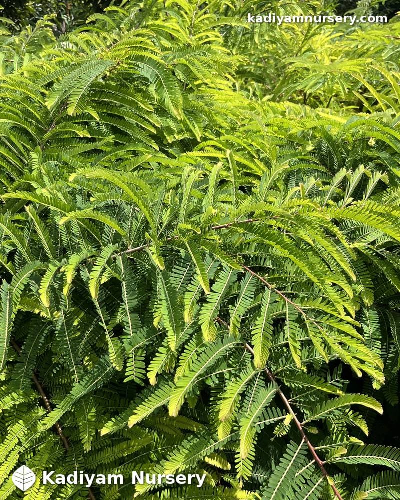 Amla NA-7 (Grafted) — photo 3