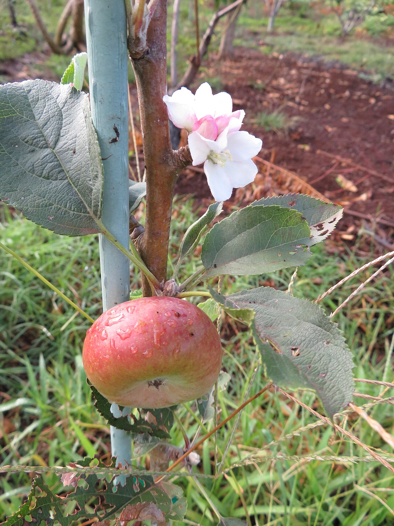Apple Anna (Low Chill)