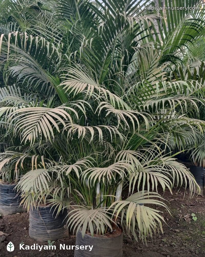Areca Palm