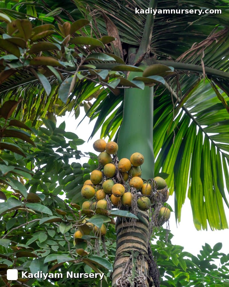 Arecanut 'Mangala'
