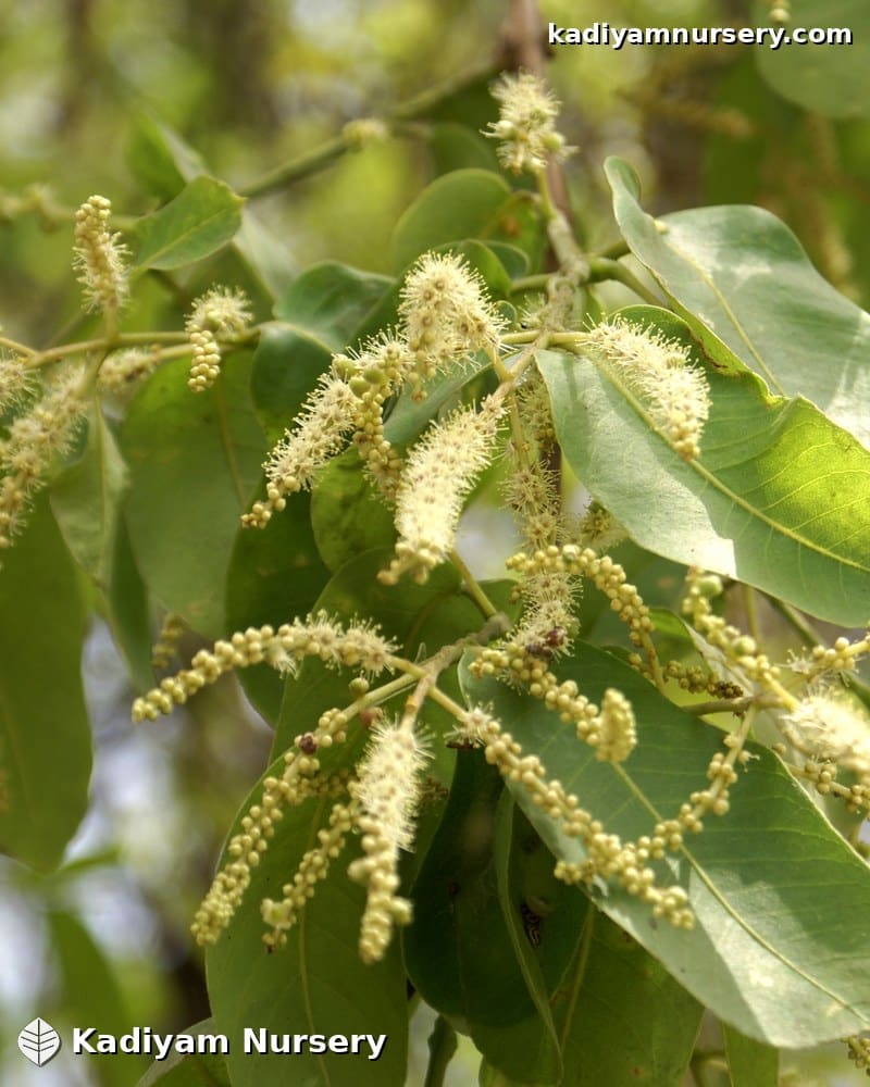 Arjuna Tree