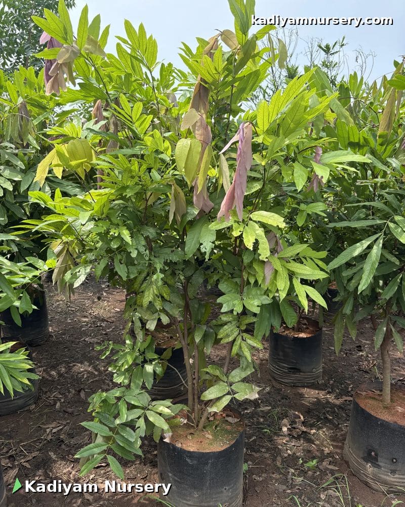Ashoka Tree (Sita Ashok)