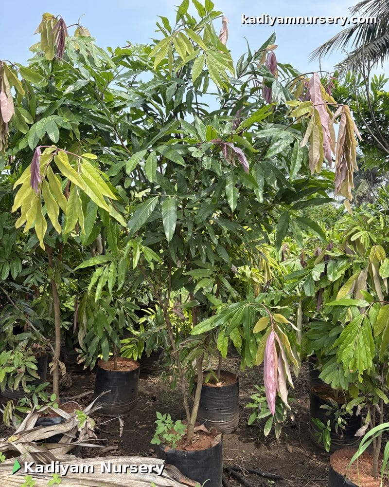 Ashoka Tree (Sita Ashok) — photo 2
