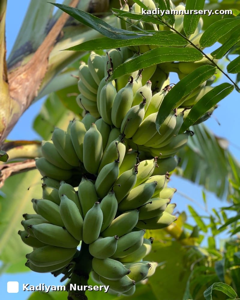 Banana Amruthapani