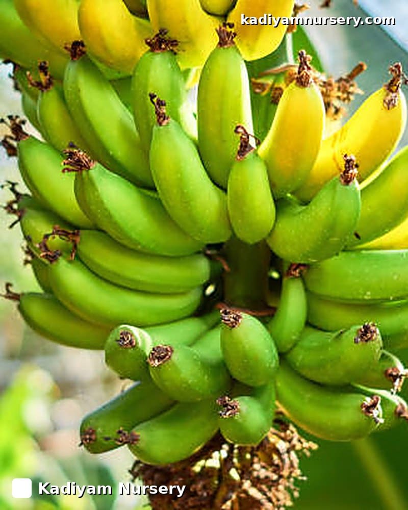 Banana Karpuravalli