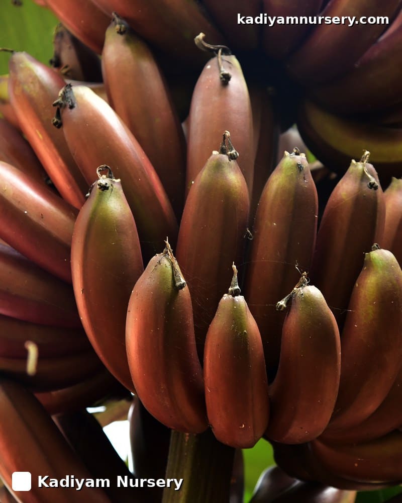 Banana Red Chakkerakeli