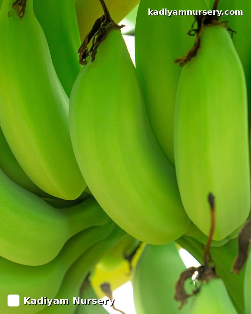 Banana Tella Chakkerakeli