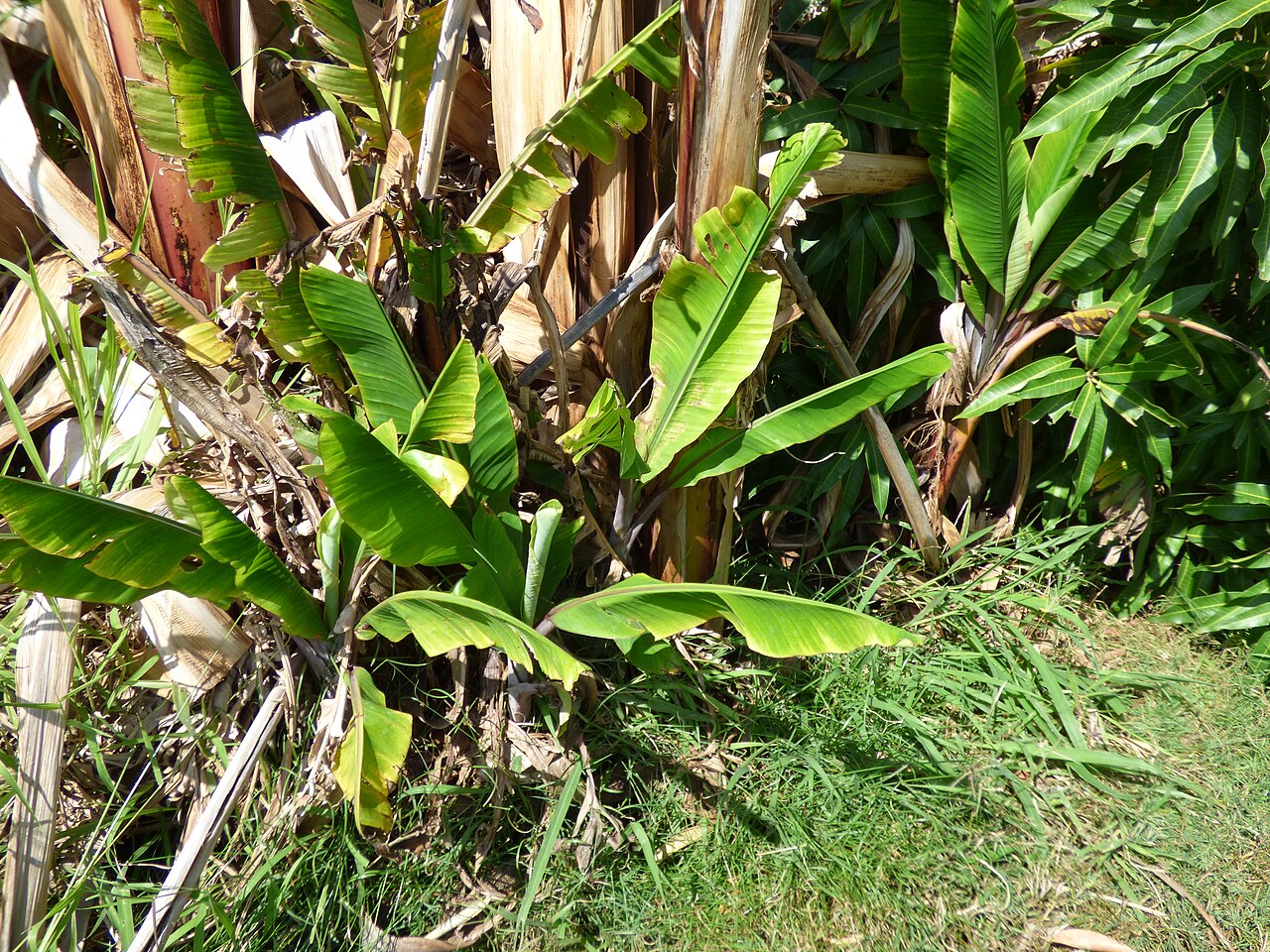 Banana Tissue Culture (G9)