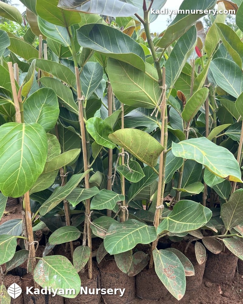 Banyan Tree — photo 2