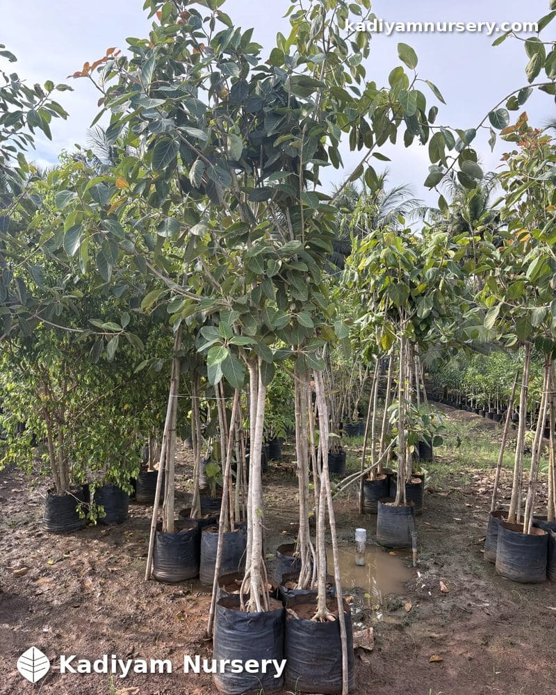 Banyan Tree