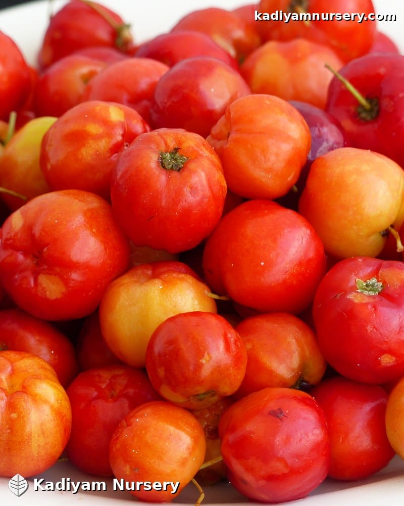 Barbados Cherry (Acerola)