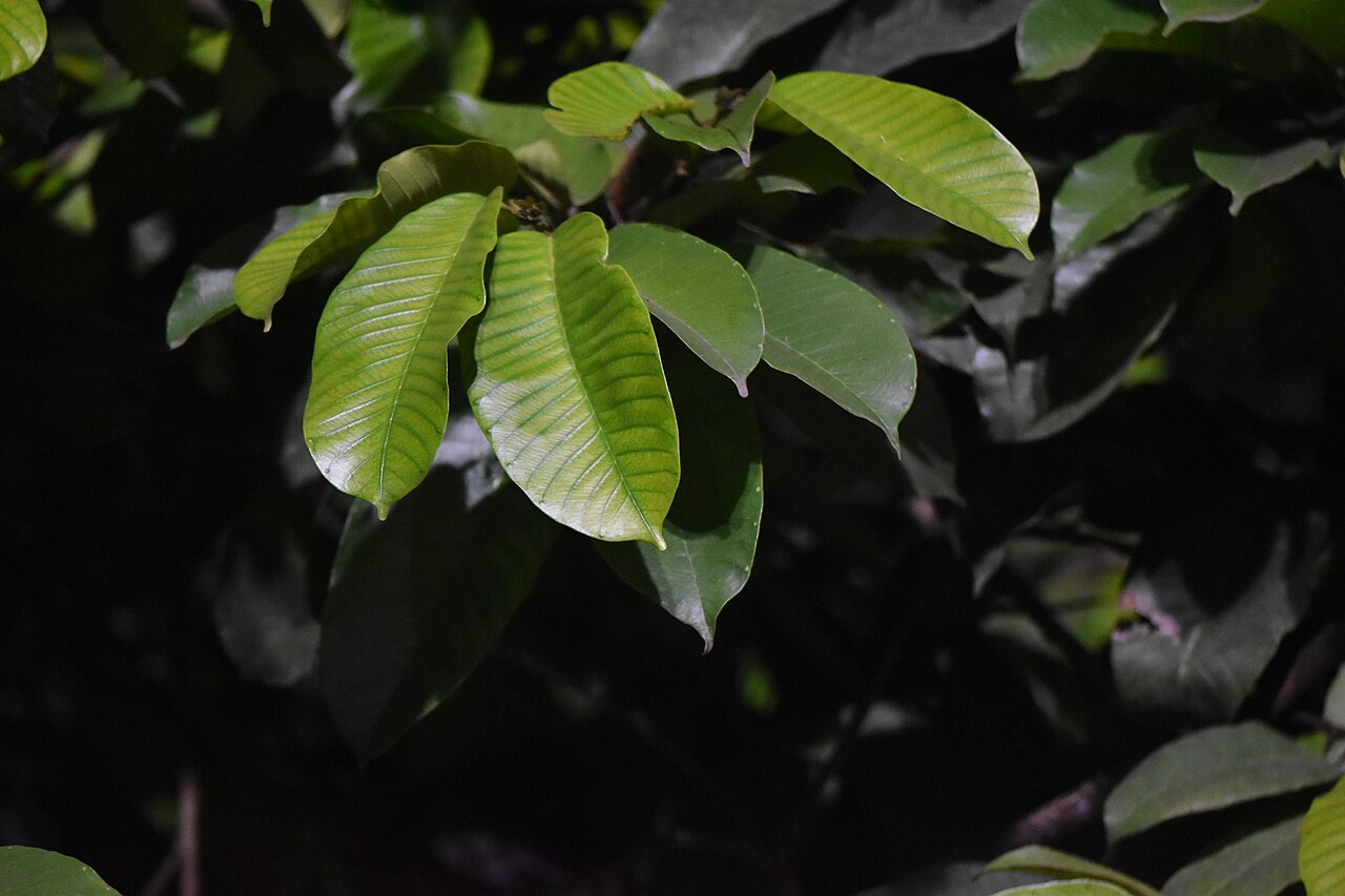Barringtonia Racemosa (Powder Puff Tree)