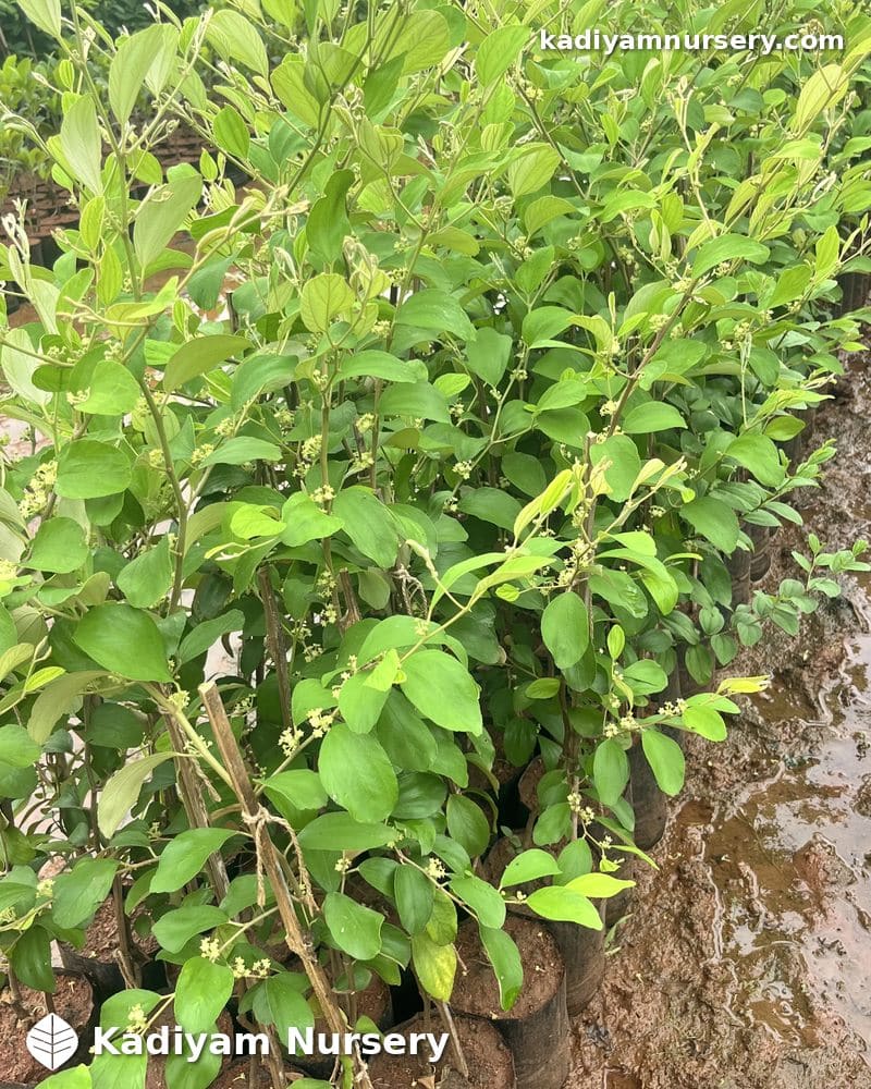 Ber Apple (Grafted)