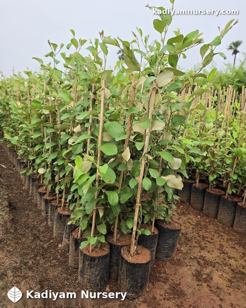 Ber Apple (Grafted) — photo 2
