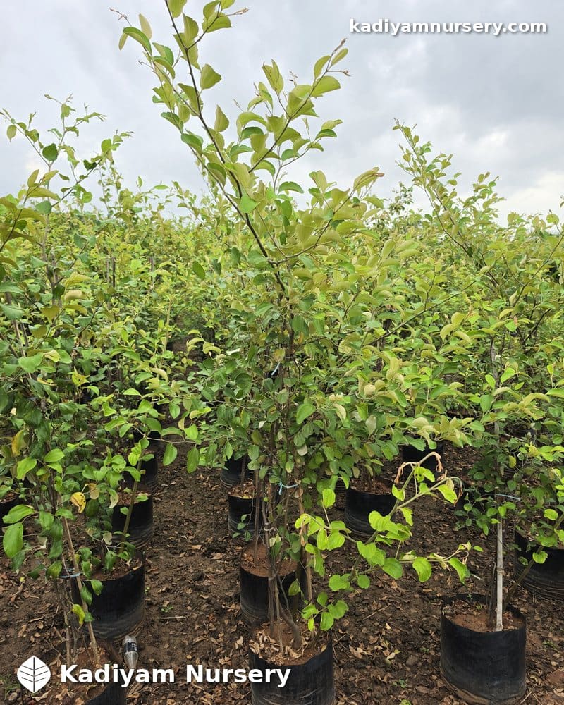 Ber Apple (Grafted) — photo 3