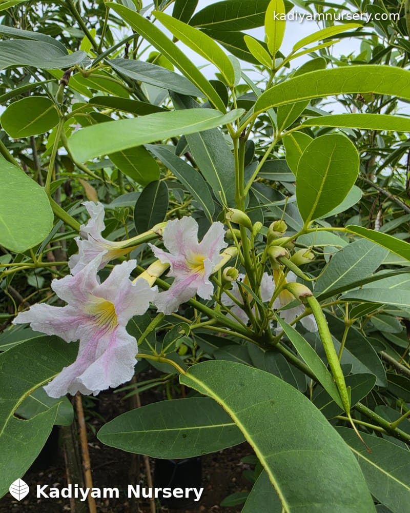 Bignonia Megapotamica