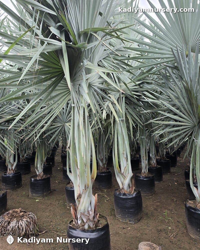 Bismarck Palm — photo 2