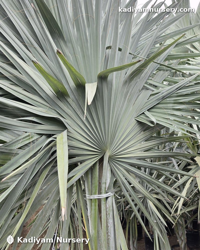 Bismarck Palm — photo 3