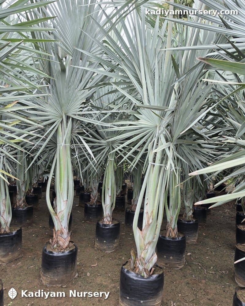 Bismarck Palm — photo 4