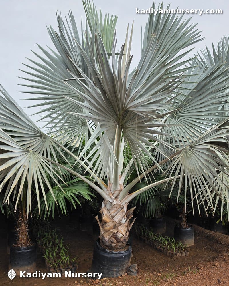 Bismarck Palm — photo 5