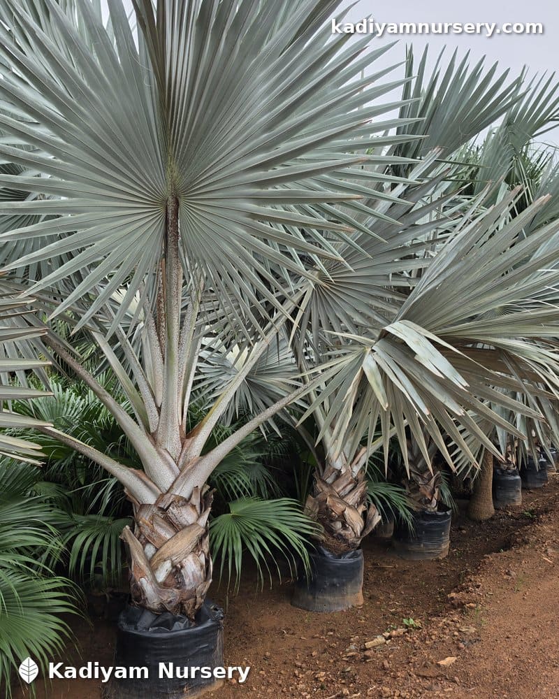 Bismarck Palm — photo 6