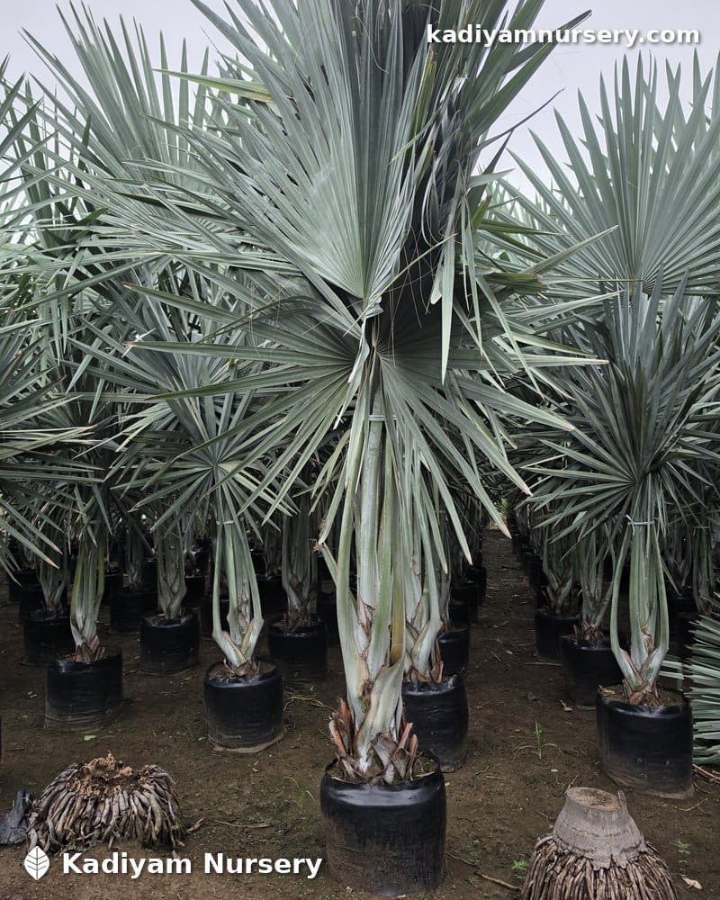 Bismarck Palm
