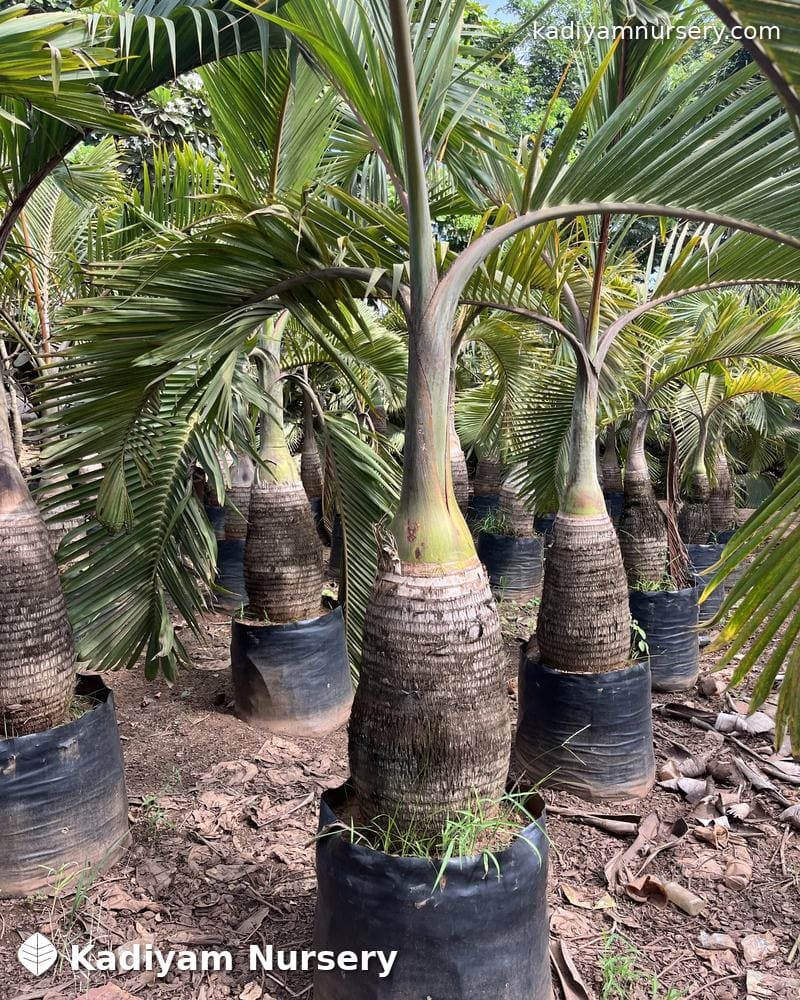 Bottle Palm — photo 2