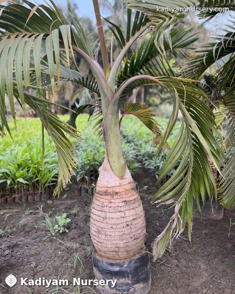 Bottle Palm — photo 3