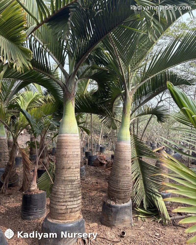 Bottle Palm — photo 4