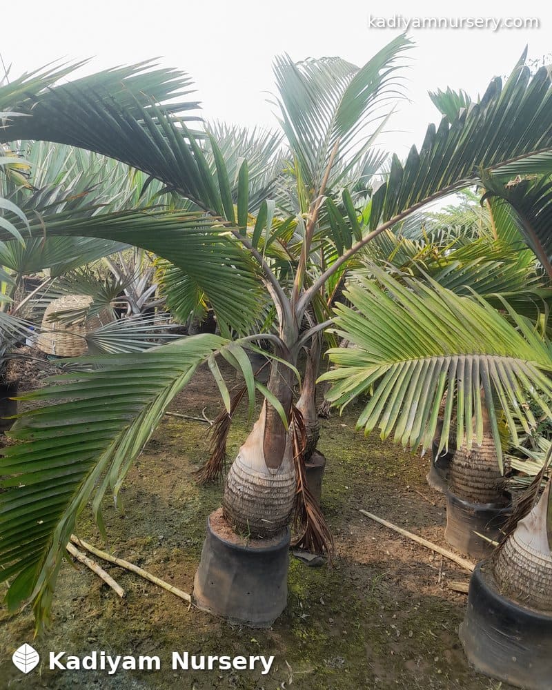Bottle Palm — photo 5