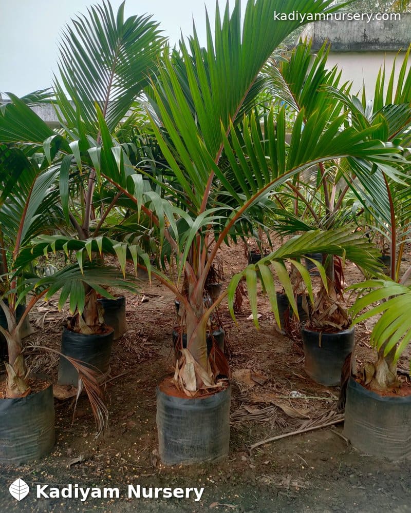 Bottle Palm