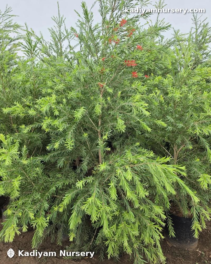 Bottlebrush (Callistemon)