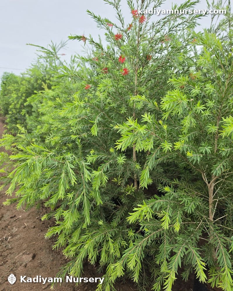 Bottlebrush (Callistemon) — photo 2