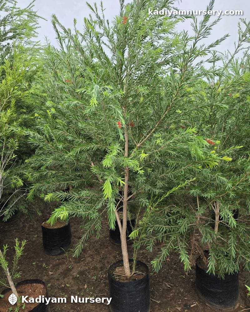 Bottlebrush (Callistemon) — photo 3