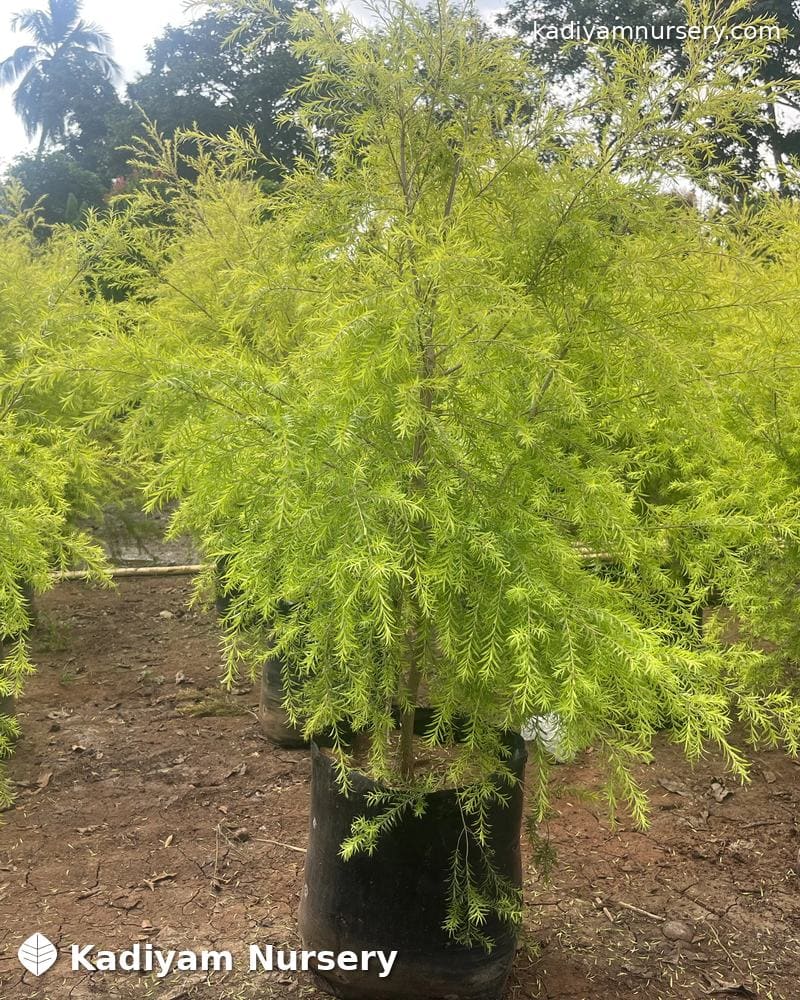 Bottlebrush Golden (Golden Melaleuca)