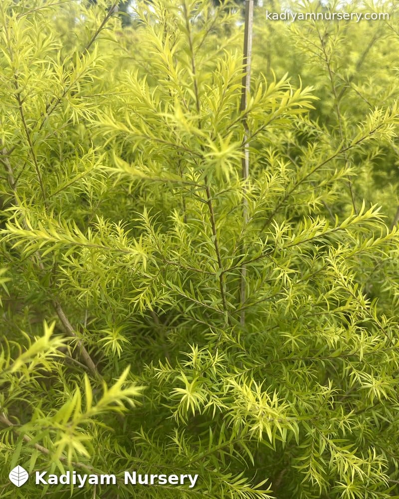 Bottlebrush Golden (Golden Melaleuca) — photo 2