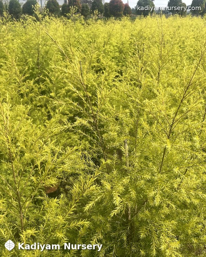 Bottlebrush Golden (Golden Melaleuca) — photo 3