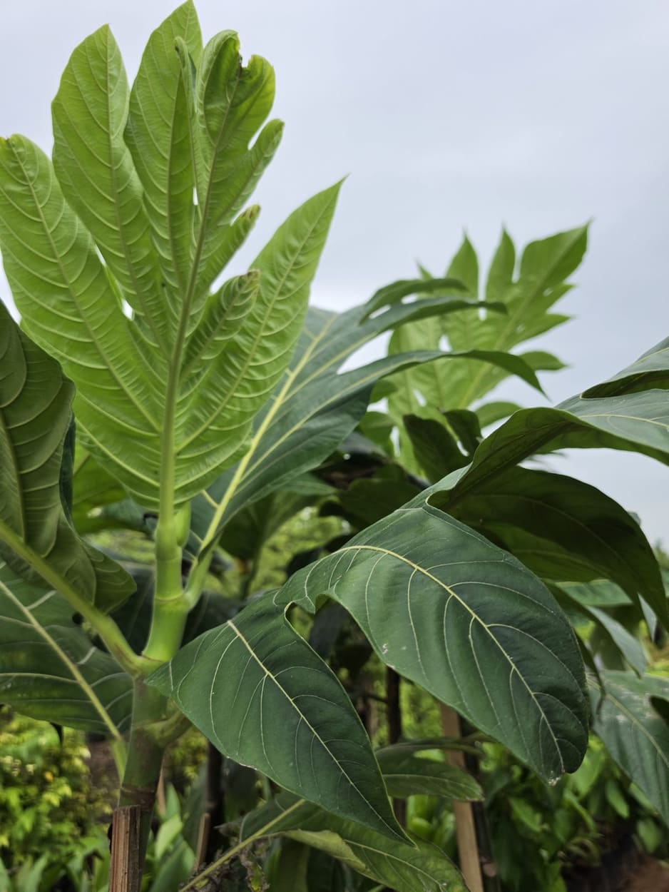 Breadfruit — photo 2