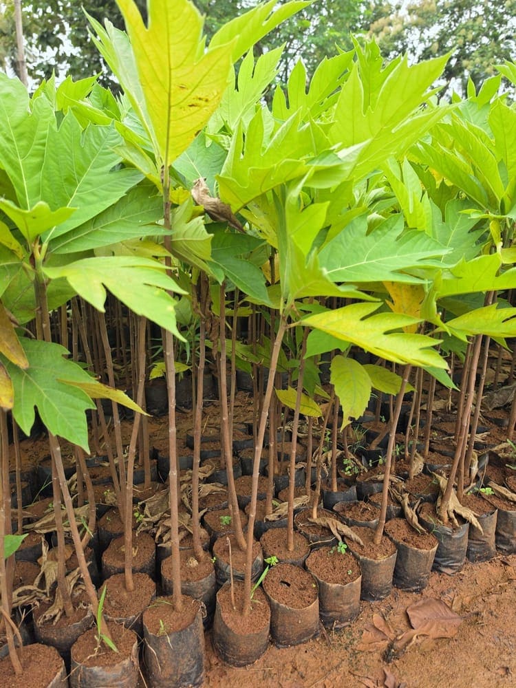 Breadfruit — photo 3