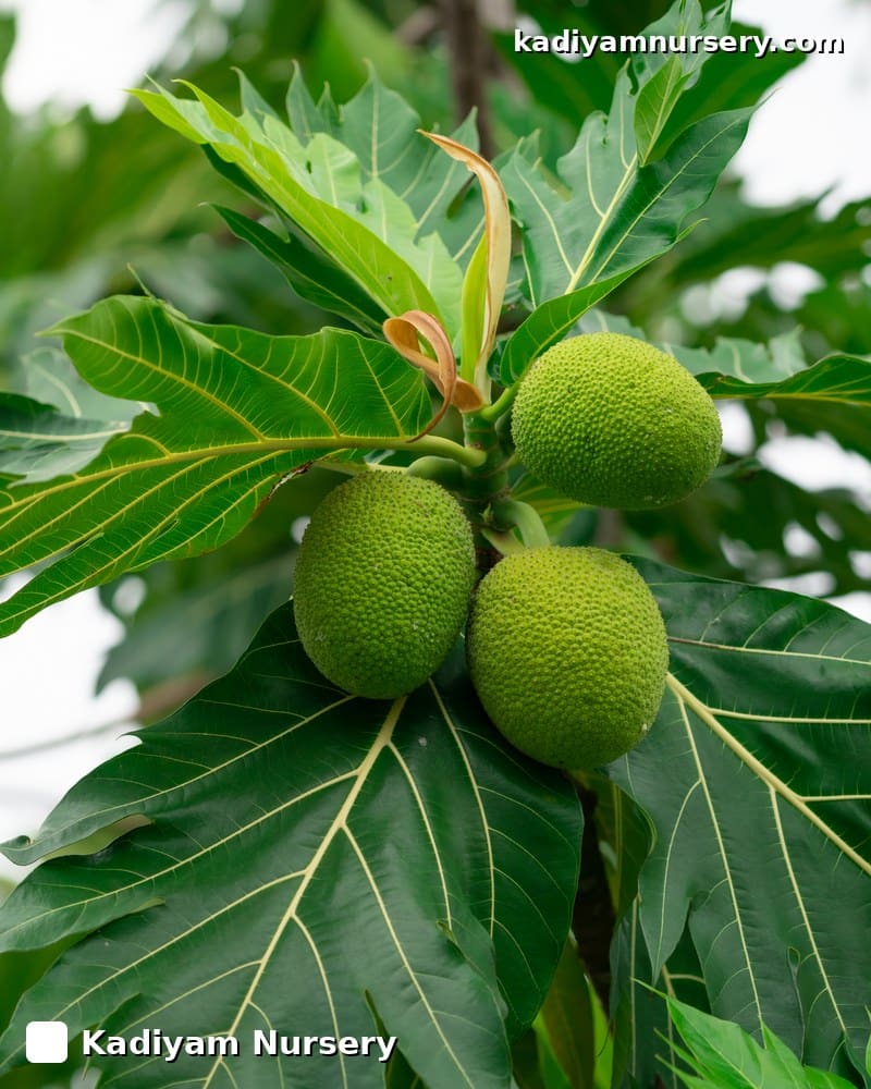 Breadfruit