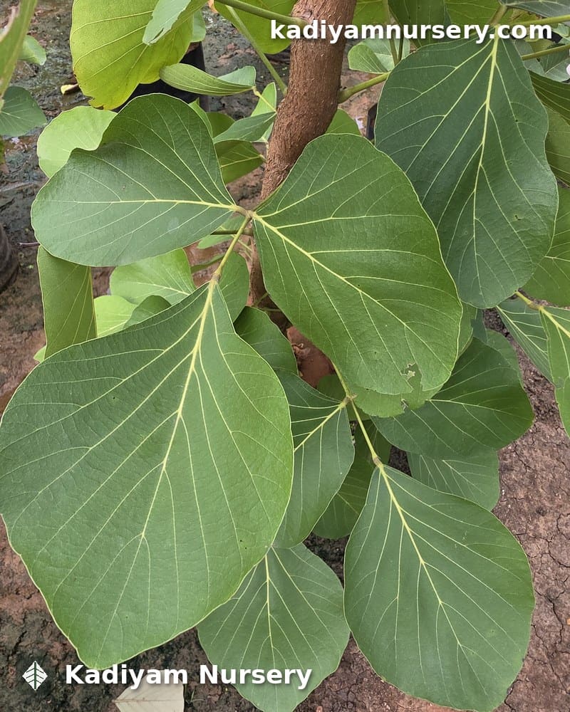 Butea Monosperma (Flame of the Forest) — photo 4
