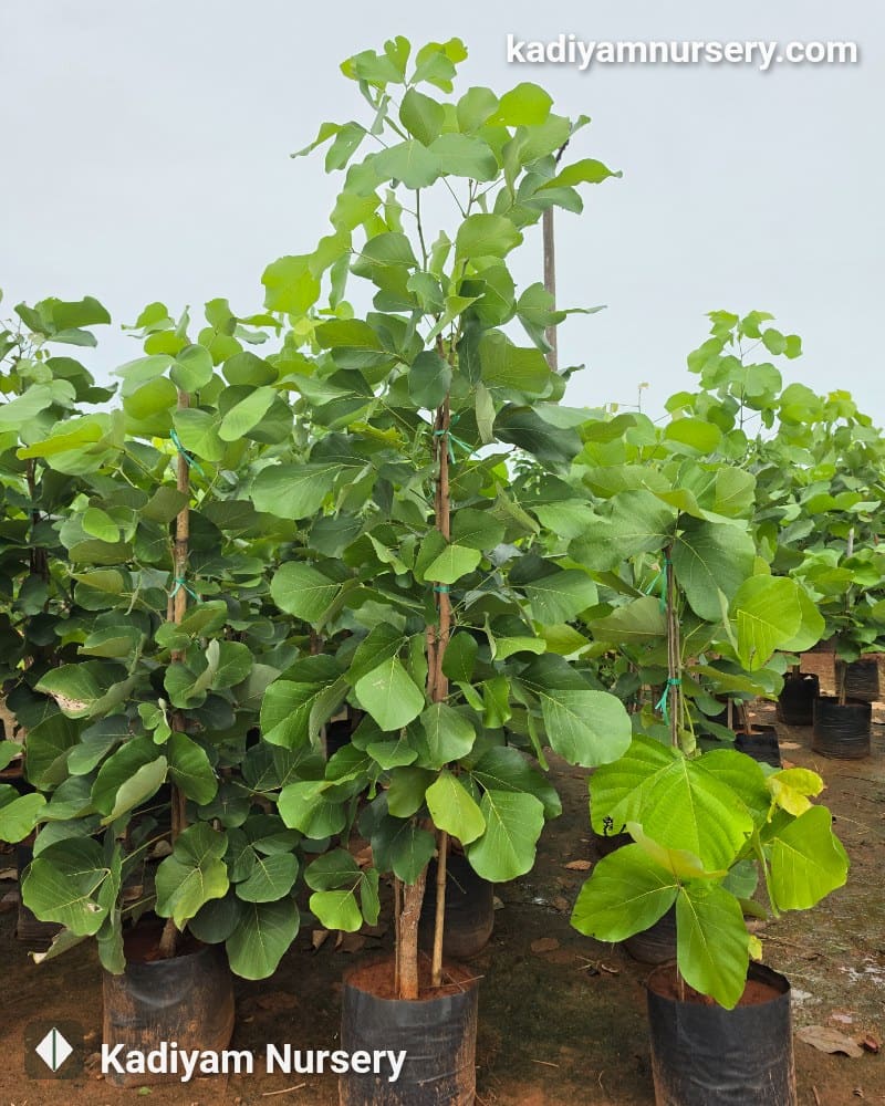 Butea Monosperma (Flame of the Forest)
