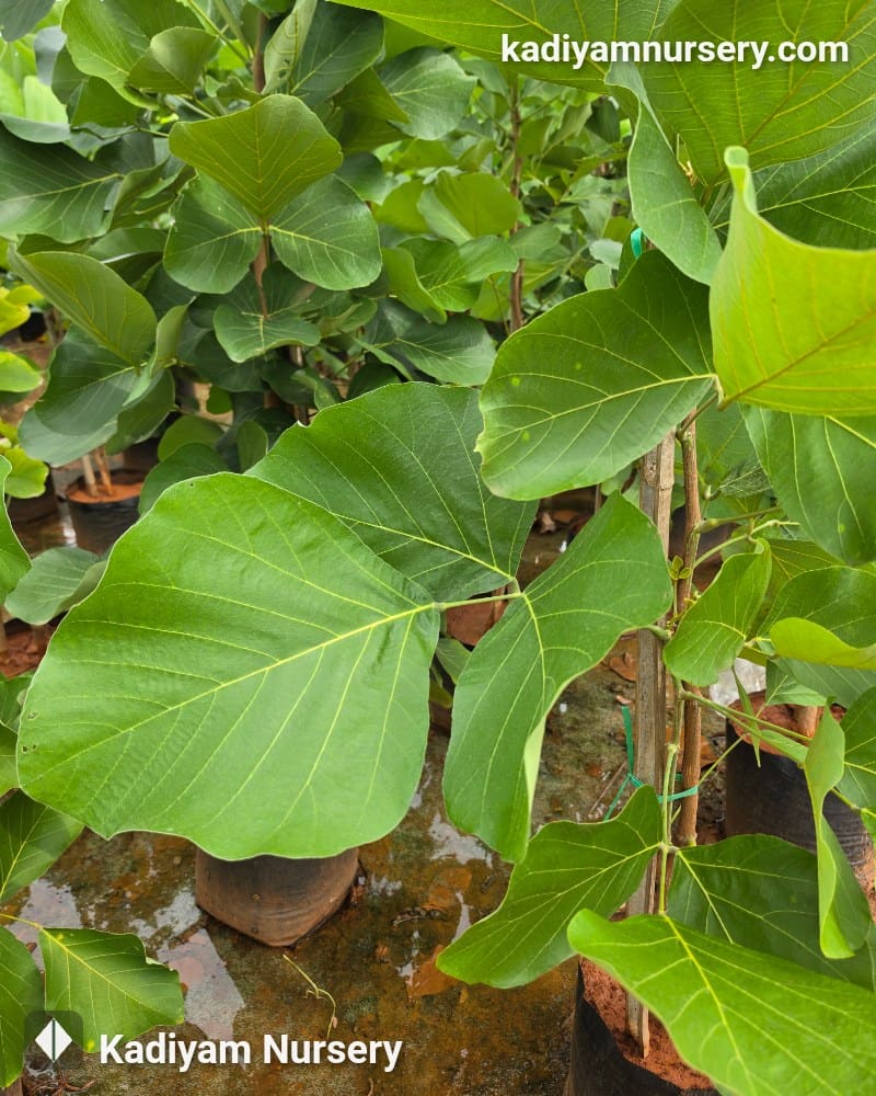 Butea Monosperma (Flame of the Forest) — photo 10