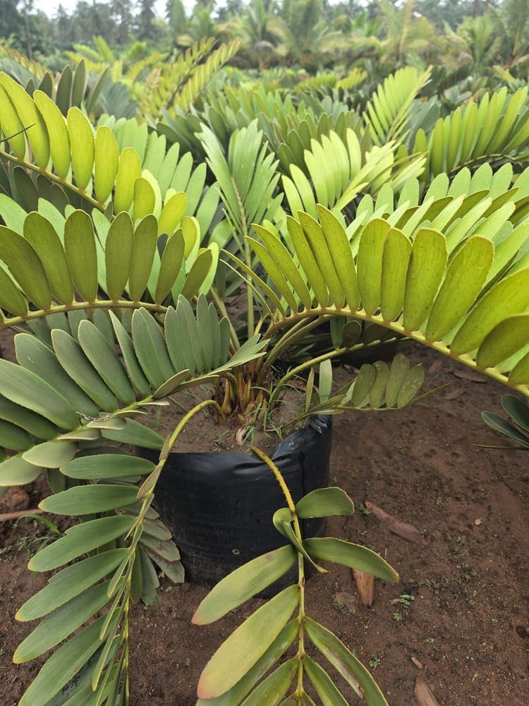 Cardboard Palm — photo 2