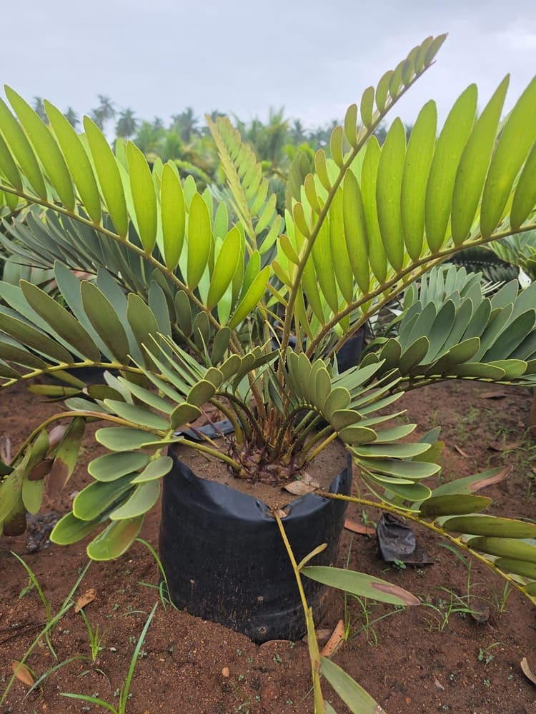 Cardboard Palm