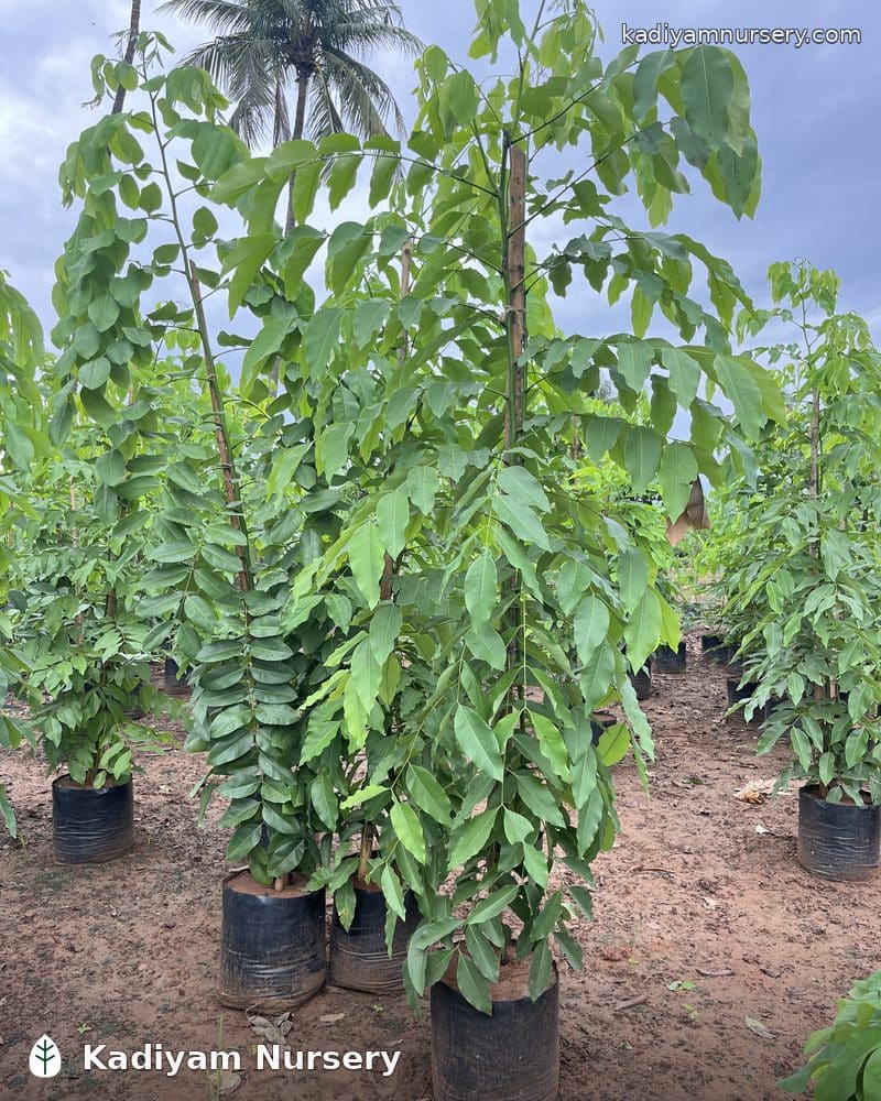 Cassia Fistula (Golden Shower)