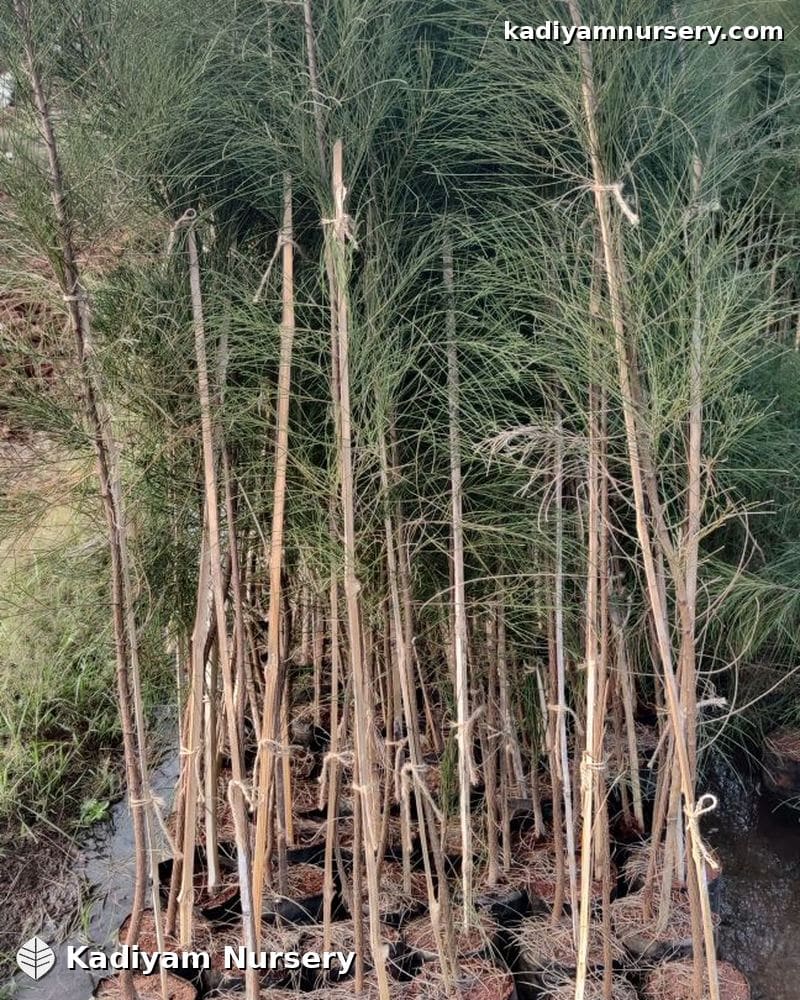Casuarina — photo 2