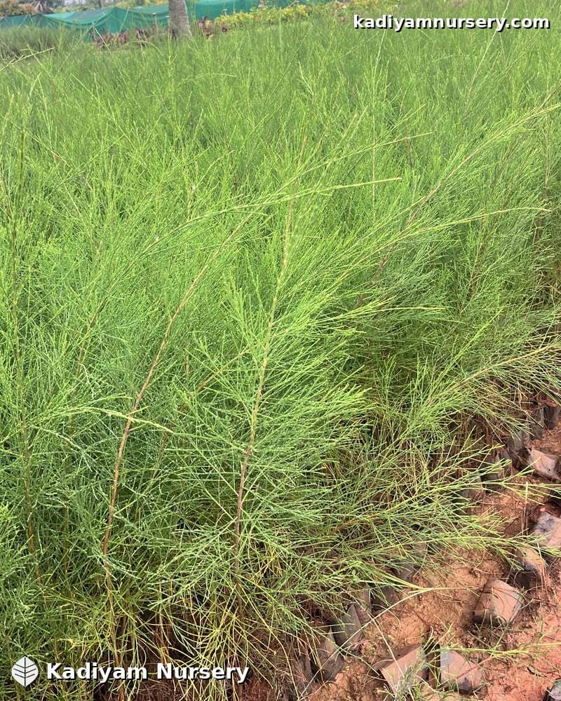 Casuarina — photo 3